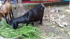 ছাগল বিক্রি করা হবে