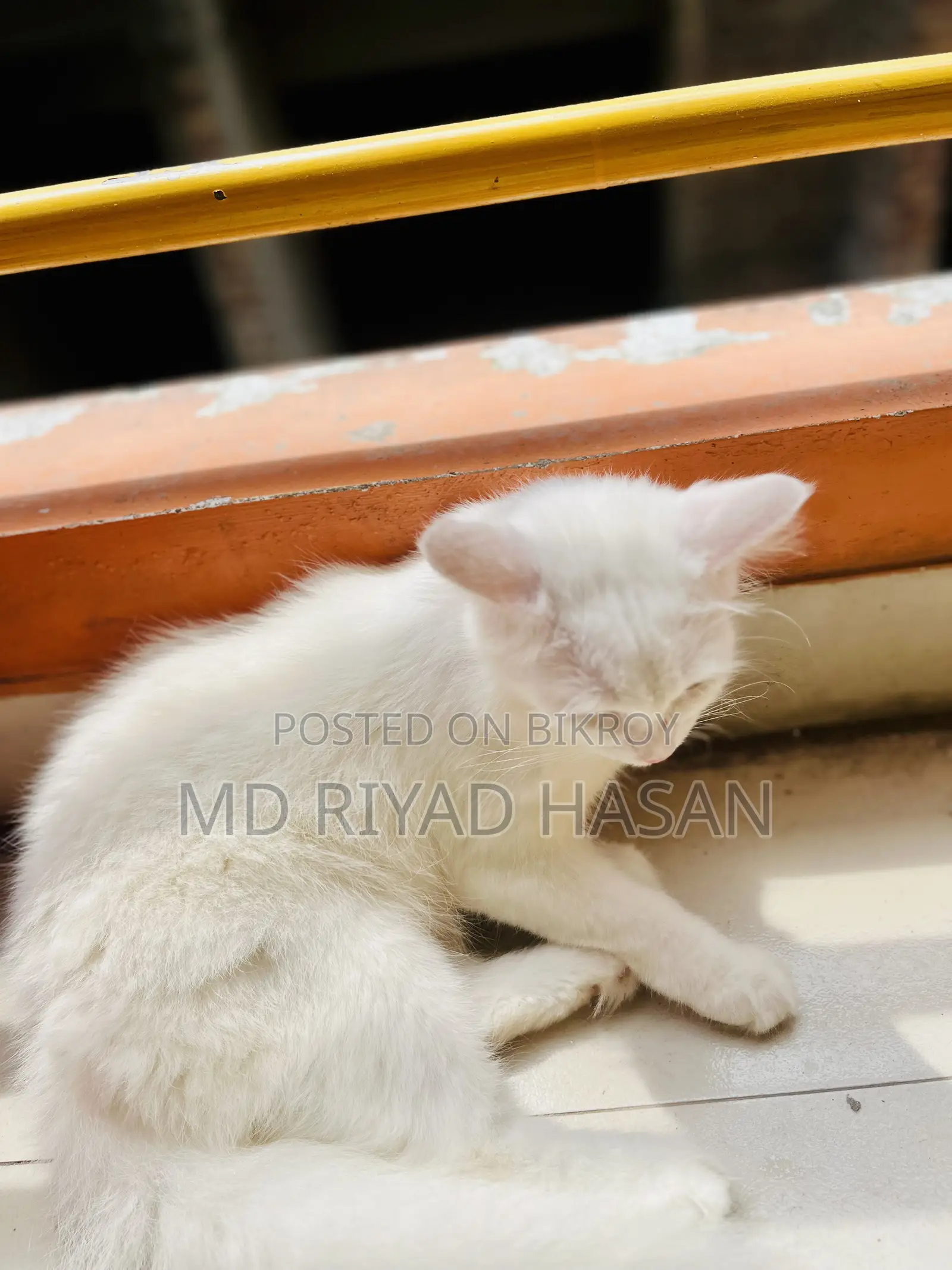 6-12 months Female Purebred Persian