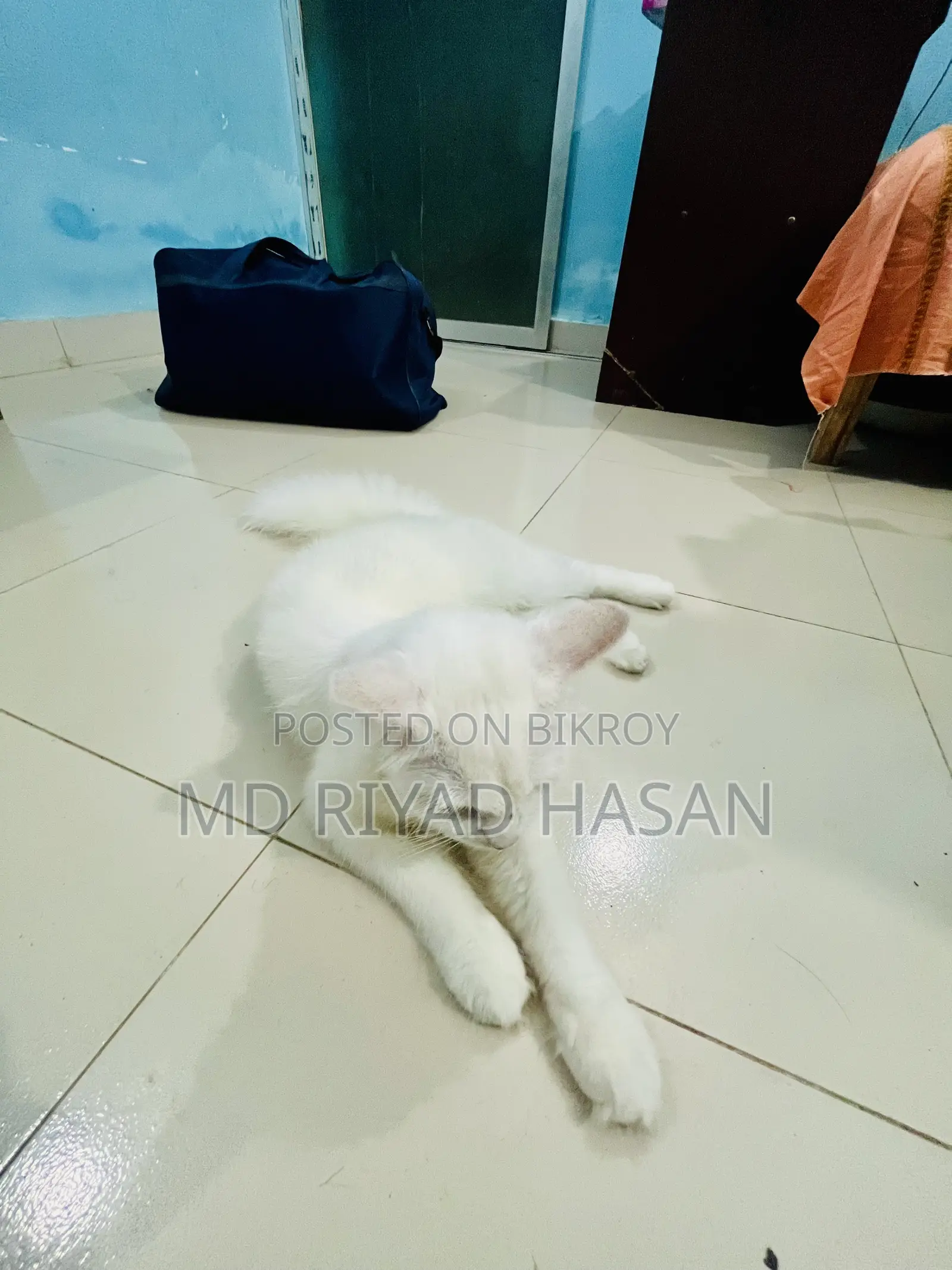 6-12 months Female Purebred Persian