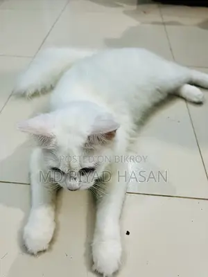 6-12 months Female Purebred Persian