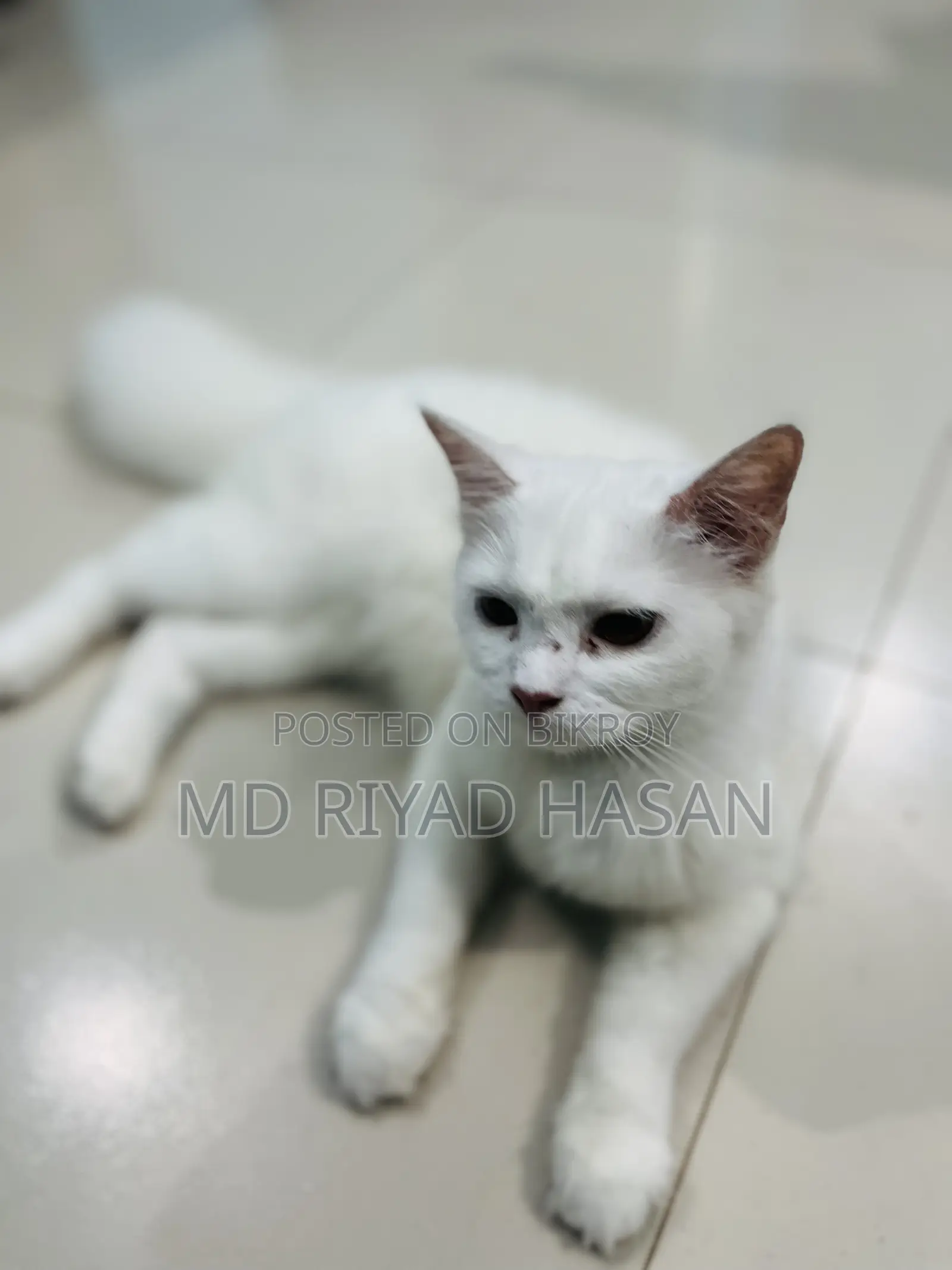6-12 months Female Purebred Persian