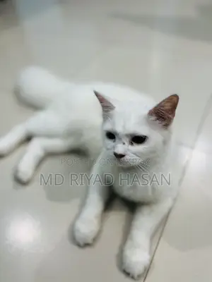 6-12 months Female Purebred Persian