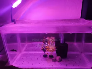 Aquarium With Accessories and Fish
