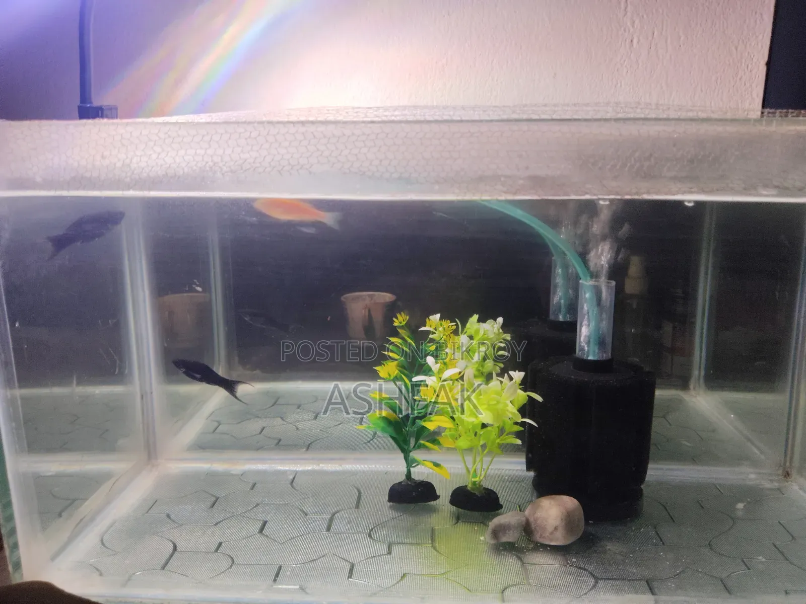 Aquarium With Accessories and Fish