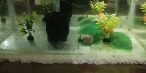 Aquarium With Accessories and Fish