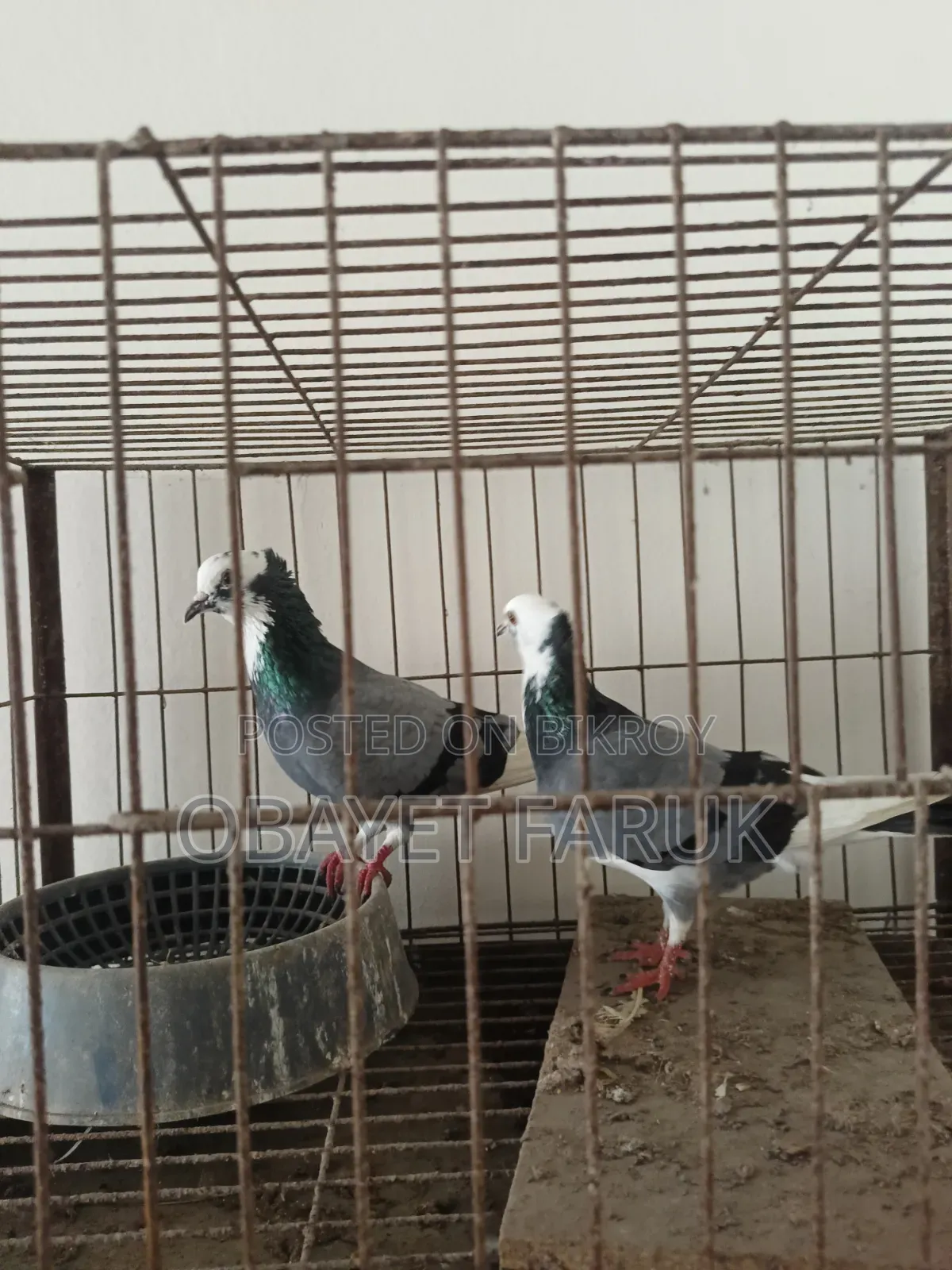 Akashi Raj Golla Running Pair