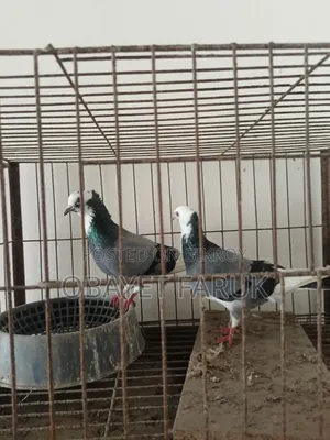 Akashi Raj Golla Running Pair