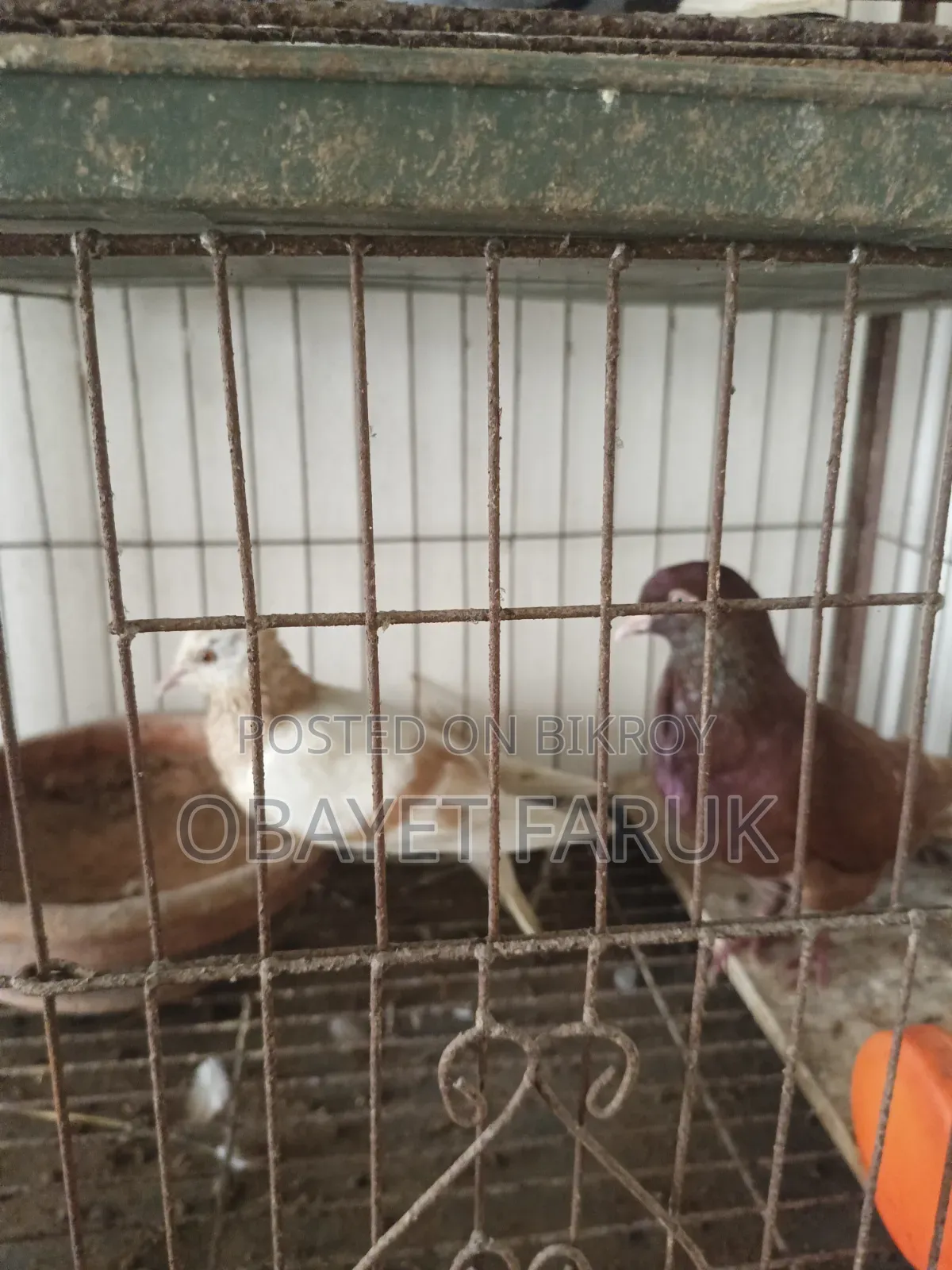Akashi Raj Golla Running Pair
