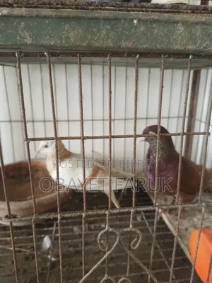 Akashi Raj Golla Running Pair