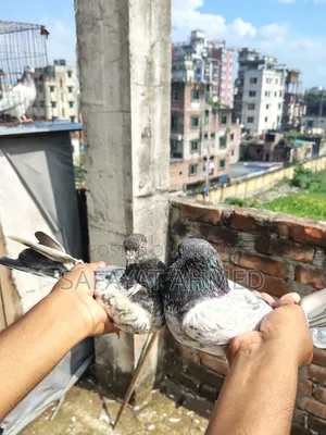 কবুতর বিক্রি
