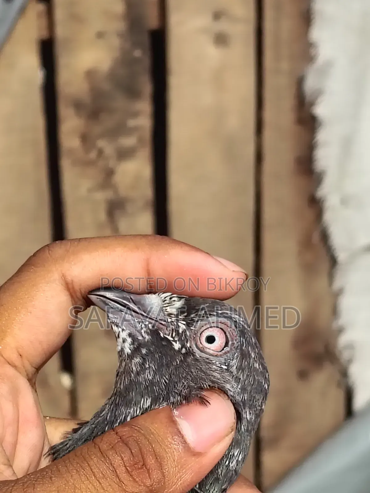 কবুতর বিক্রি
