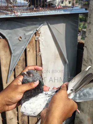 কবুতর বিক্রি