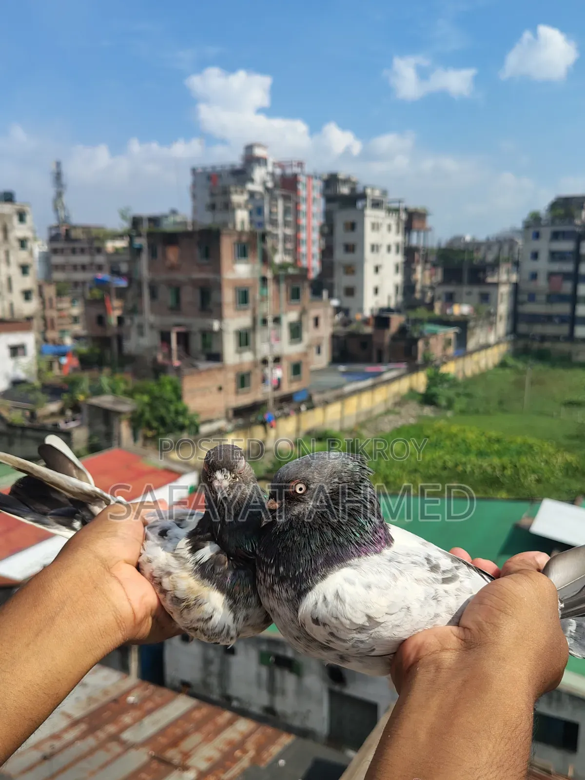 কবুতর বিক্রি