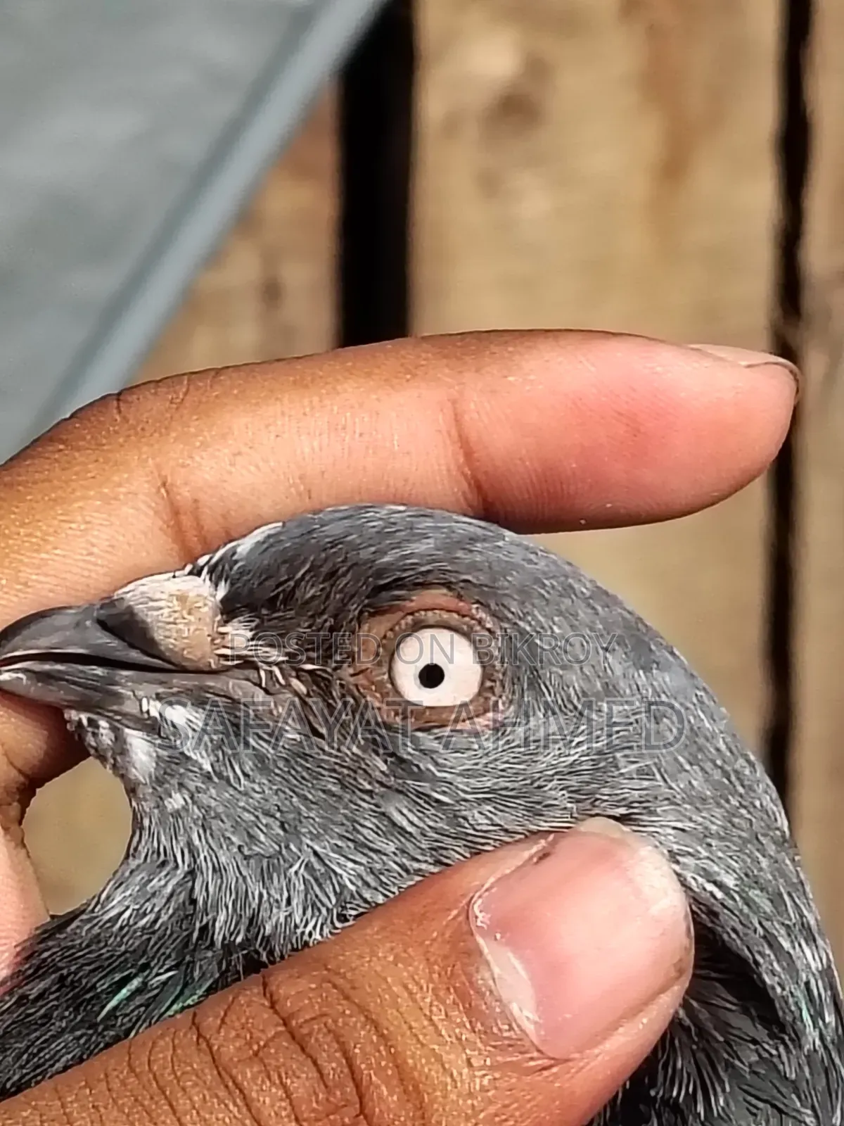 কবুতর বিক্রি