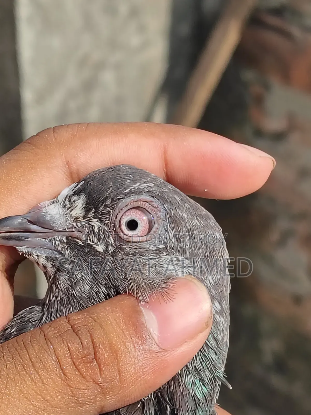 কবুতর বিক্রি
