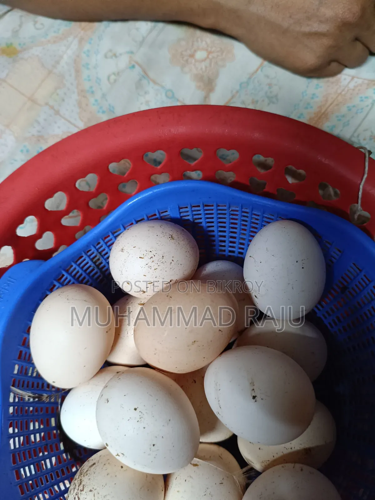 সিল্কি মুরগির বিজ ডিম