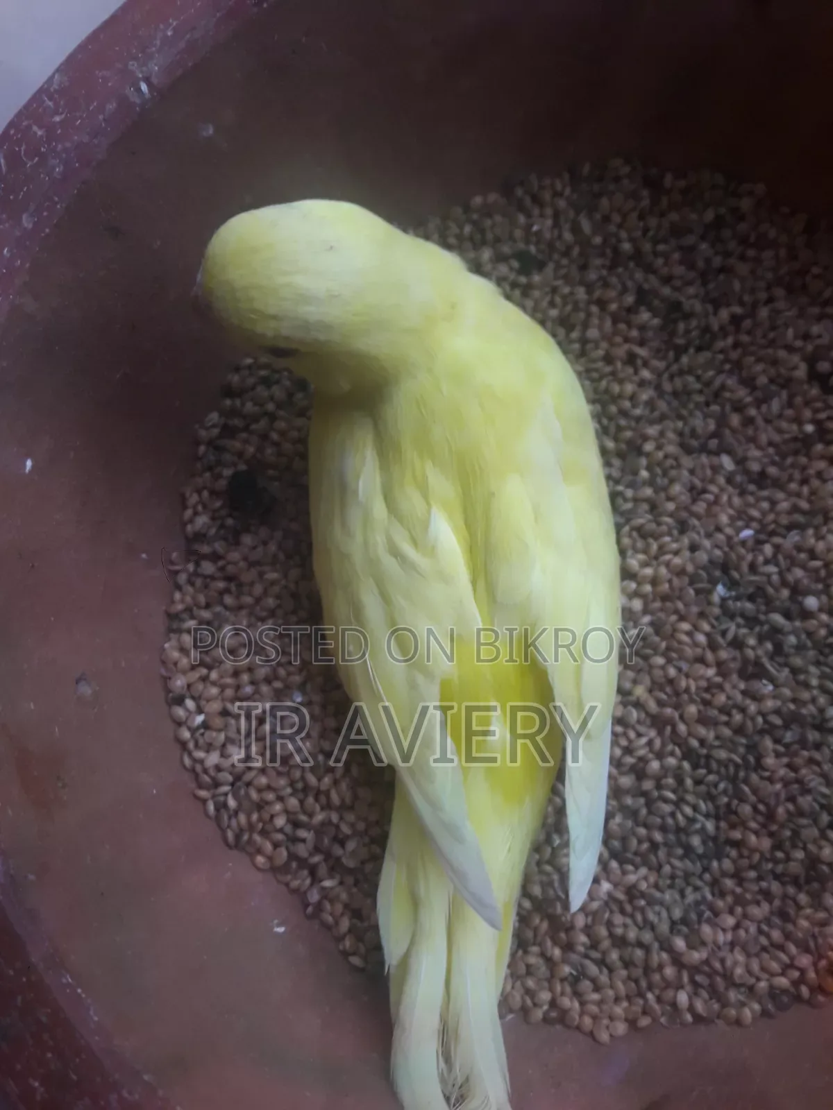 Lutino Split Pied