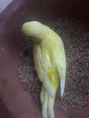 Lutino Split Pied
