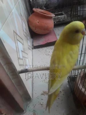 Lutino Split Pied