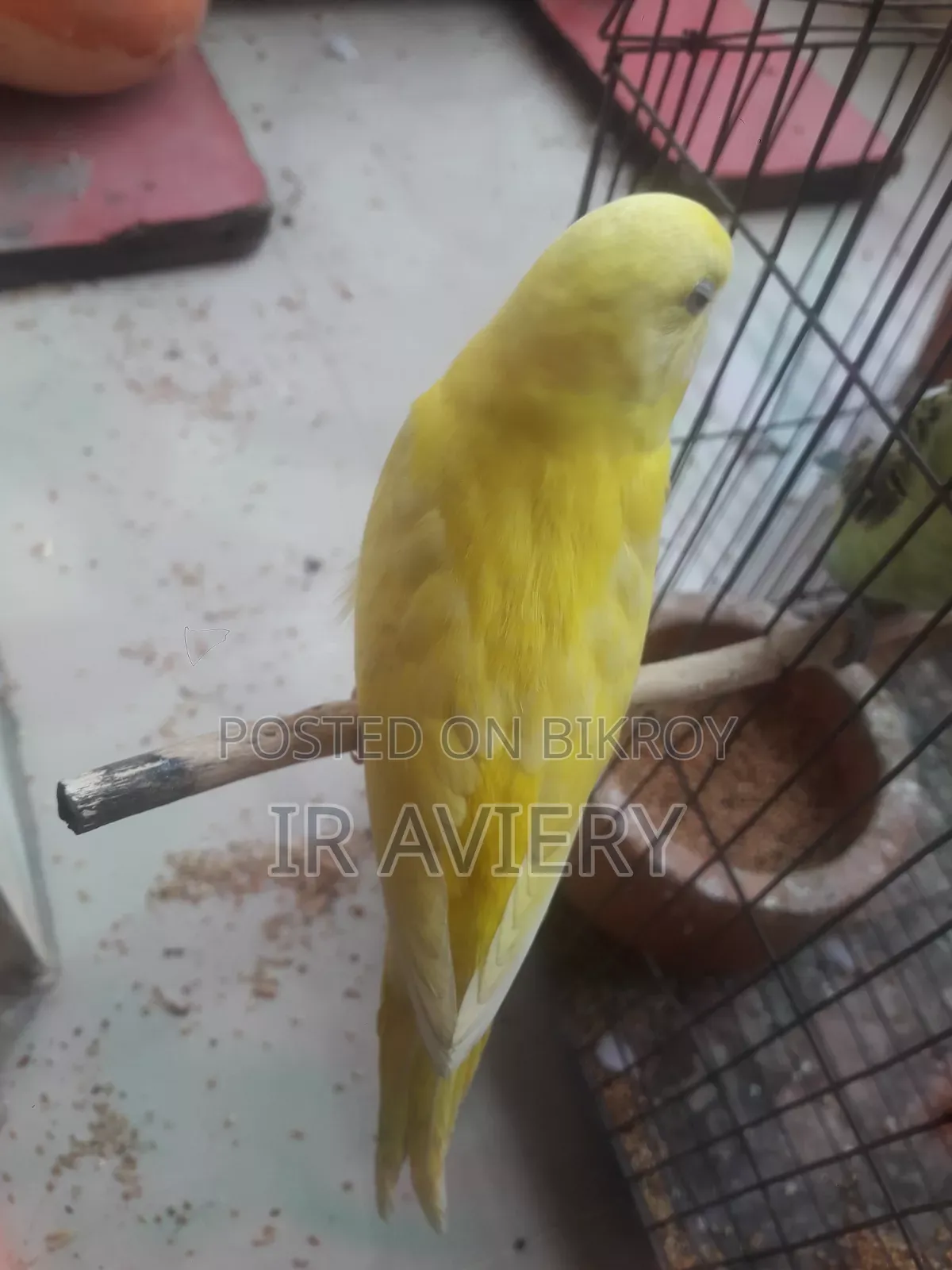 Lutino Split Pied