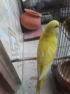 Lutino Split Pied Bujrigar