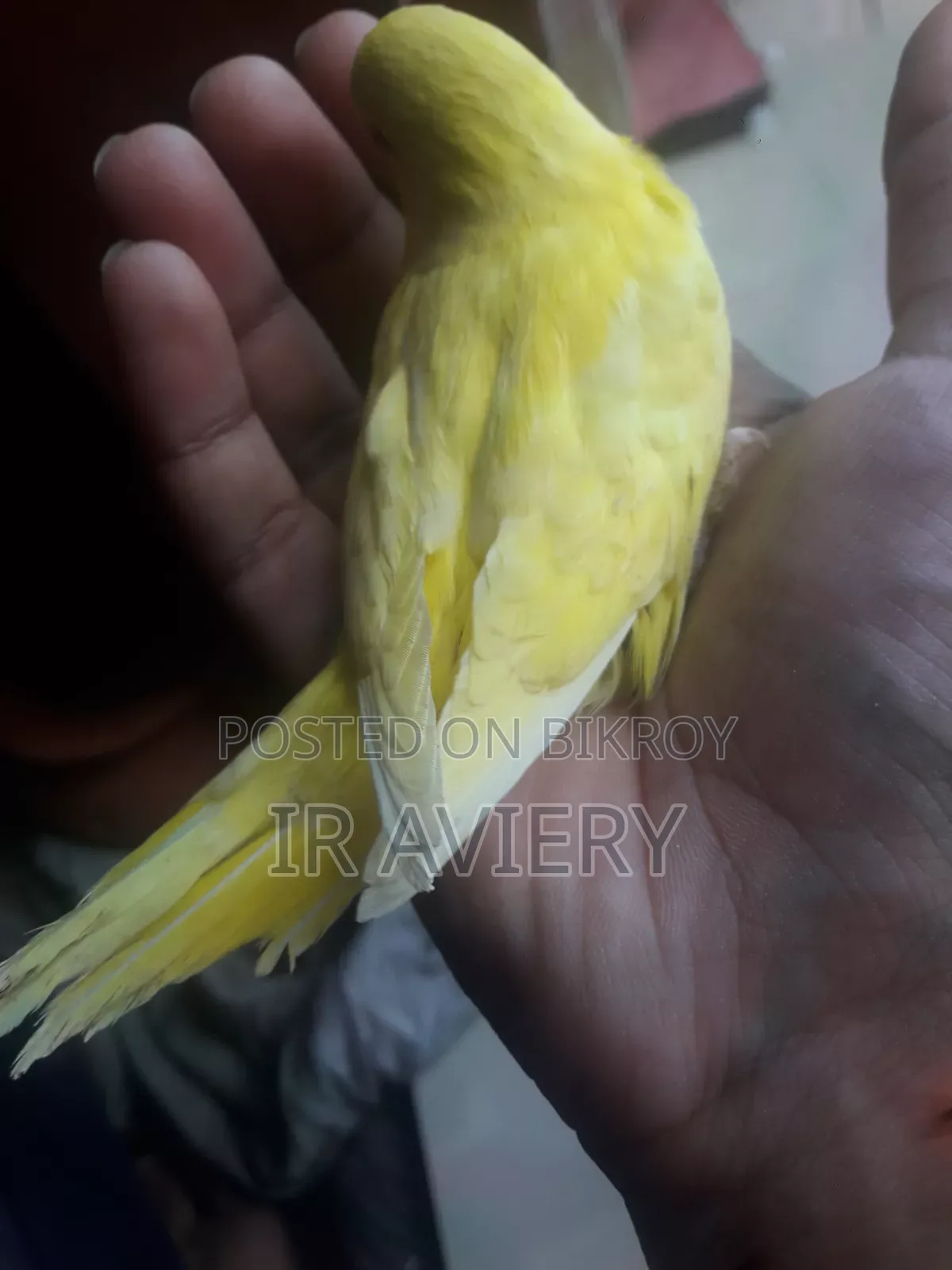 Lutino Split Pied Bujrigar