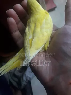 Lutino Split Pied Bujrigar