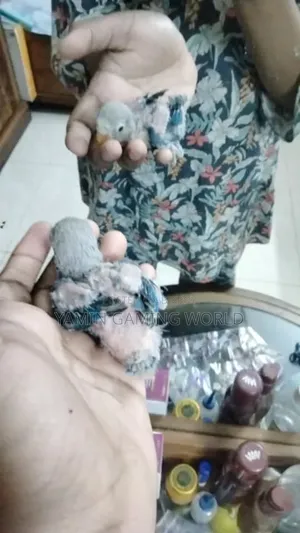 Love Bird Tame Size Baby