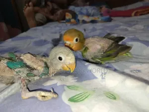 Love Bird Tame Size Baby