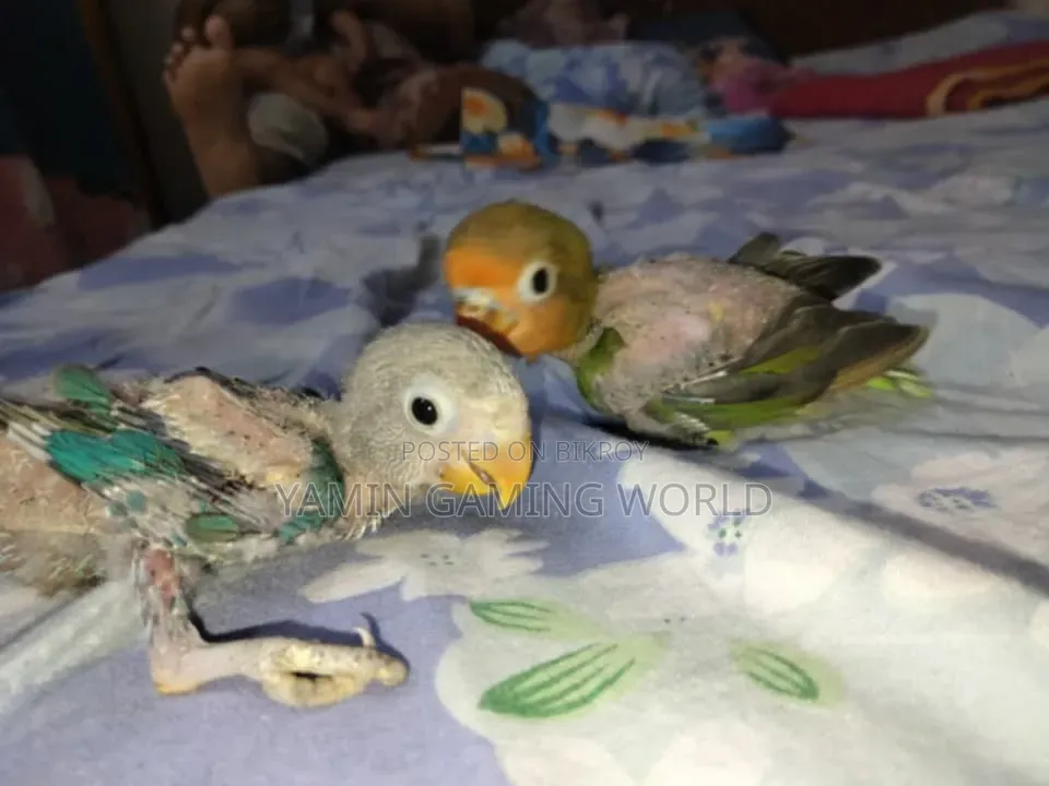 Love Bird Tame Size Baby