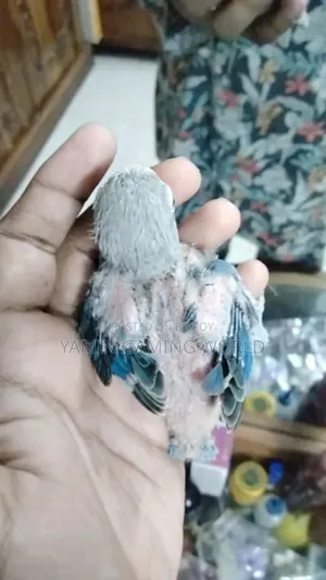 Love Bird Tame Size Baby