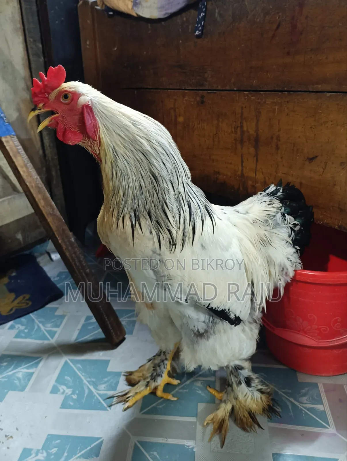 Silkie Chicken, Pure White Brahma