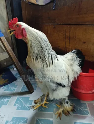 Silkie Chicken, Pure White Brahma
