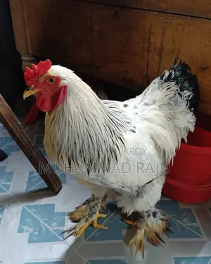 Silkie Chicken, Pure White Brahma