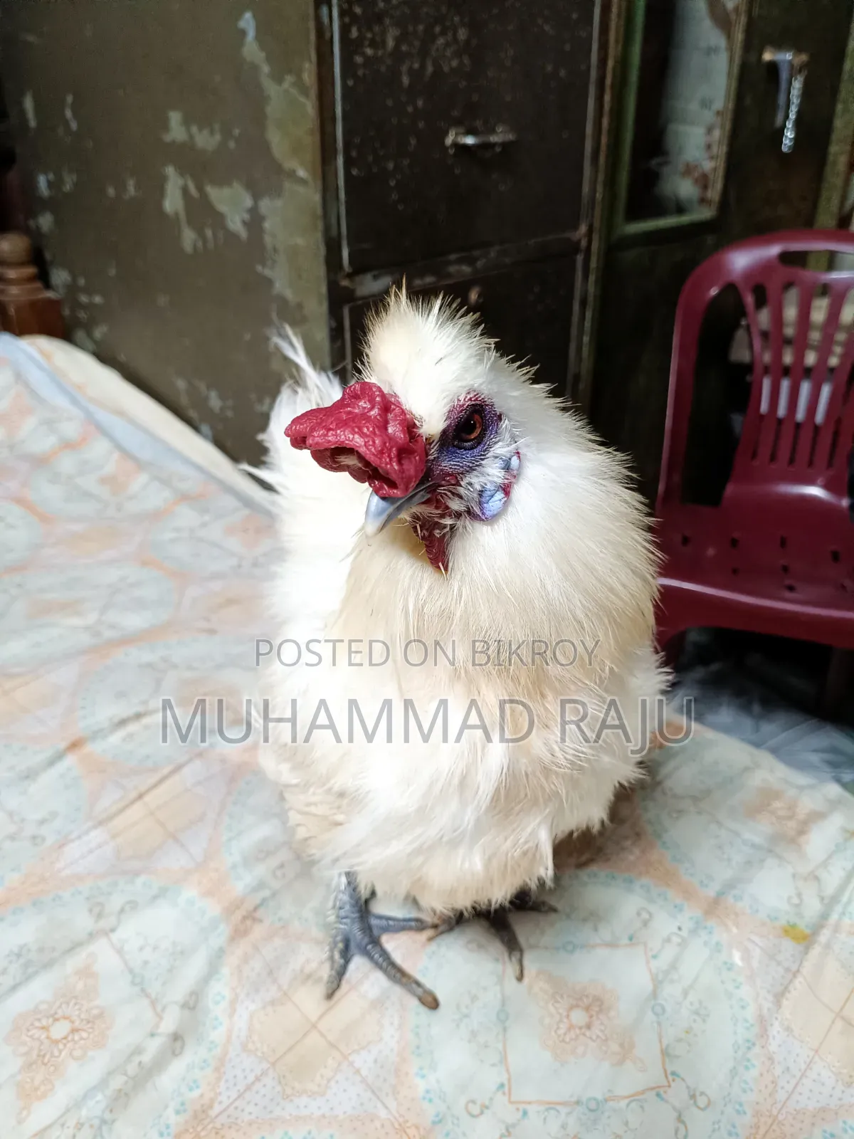Silkie Chicken, Pure White Brahma