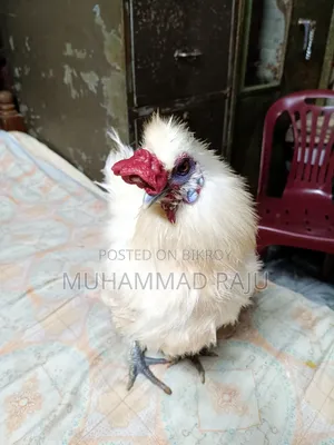 Silkie Chicken, Pure White Brahma