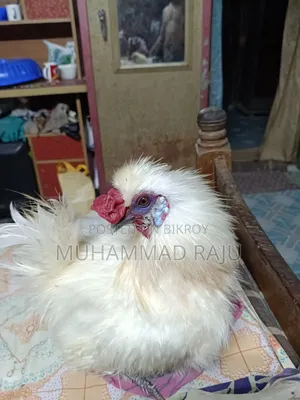 Silkie Chicken, Pure White Brahma