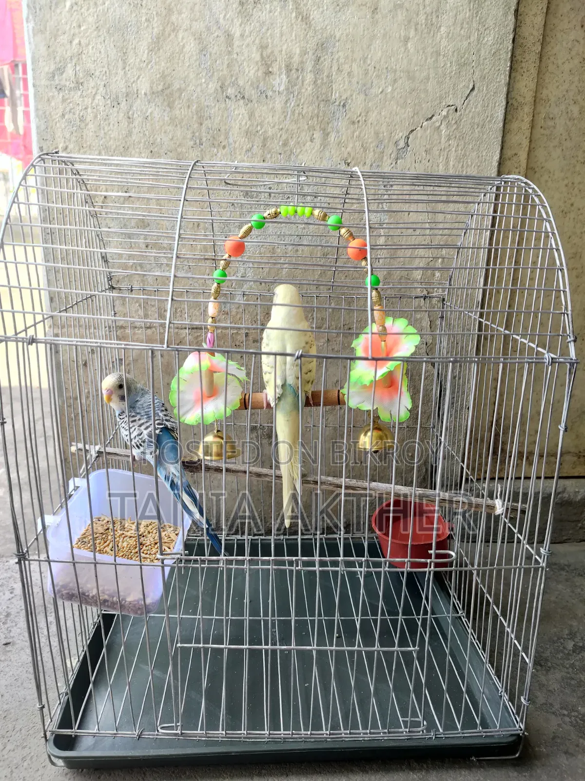Full Setup With Birds