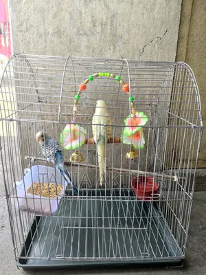 Full Setup With Birds