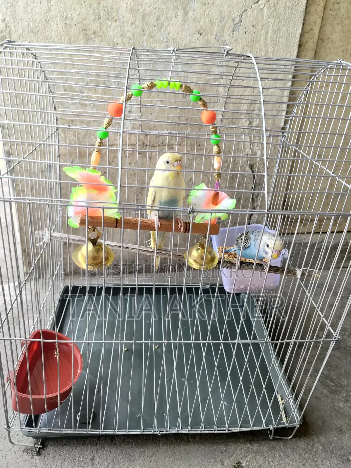 Full Setup With Birds