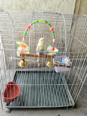 Full Setup With Birds