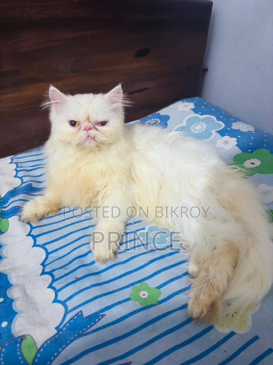 1+ year Female Purebred Exotic