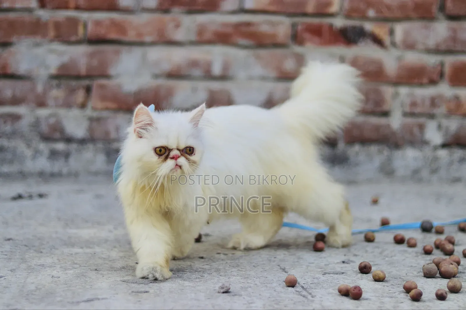 1+ year Female Purebred Exotic