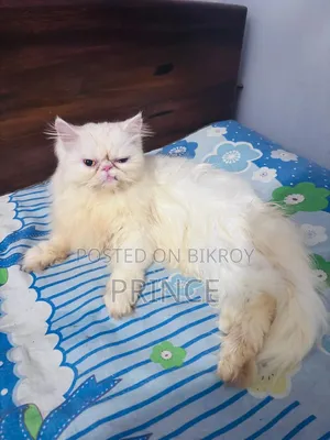1+ year Female Purebred Exotic