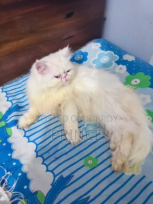 1+ year Female Purebred Exotic