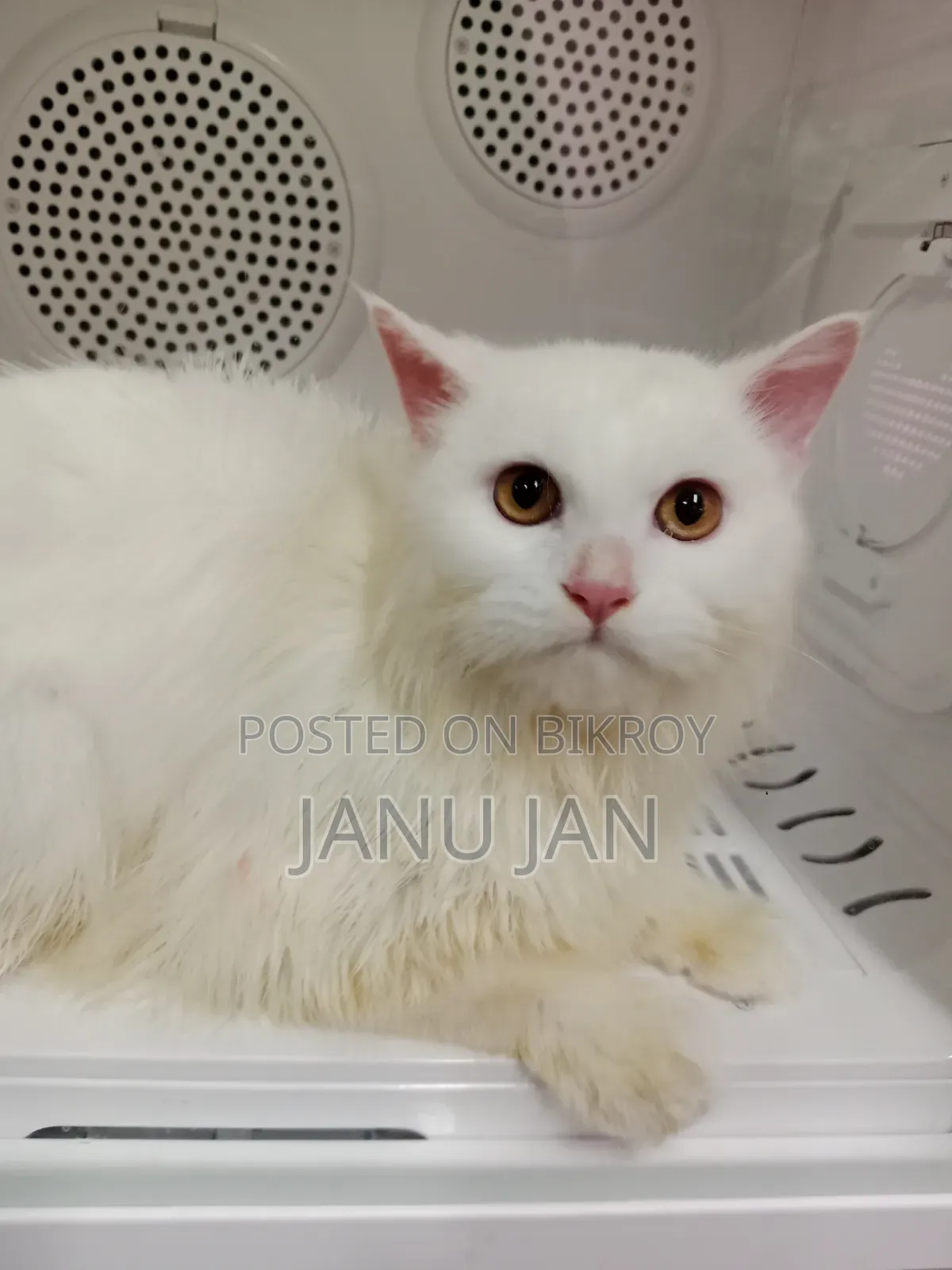 3-6 months Male Purebred Persian