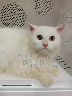 3-6 months Male Purebred Persian