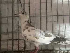 অস্ট্রেলিয়ান চিউতাল ঘুঘু