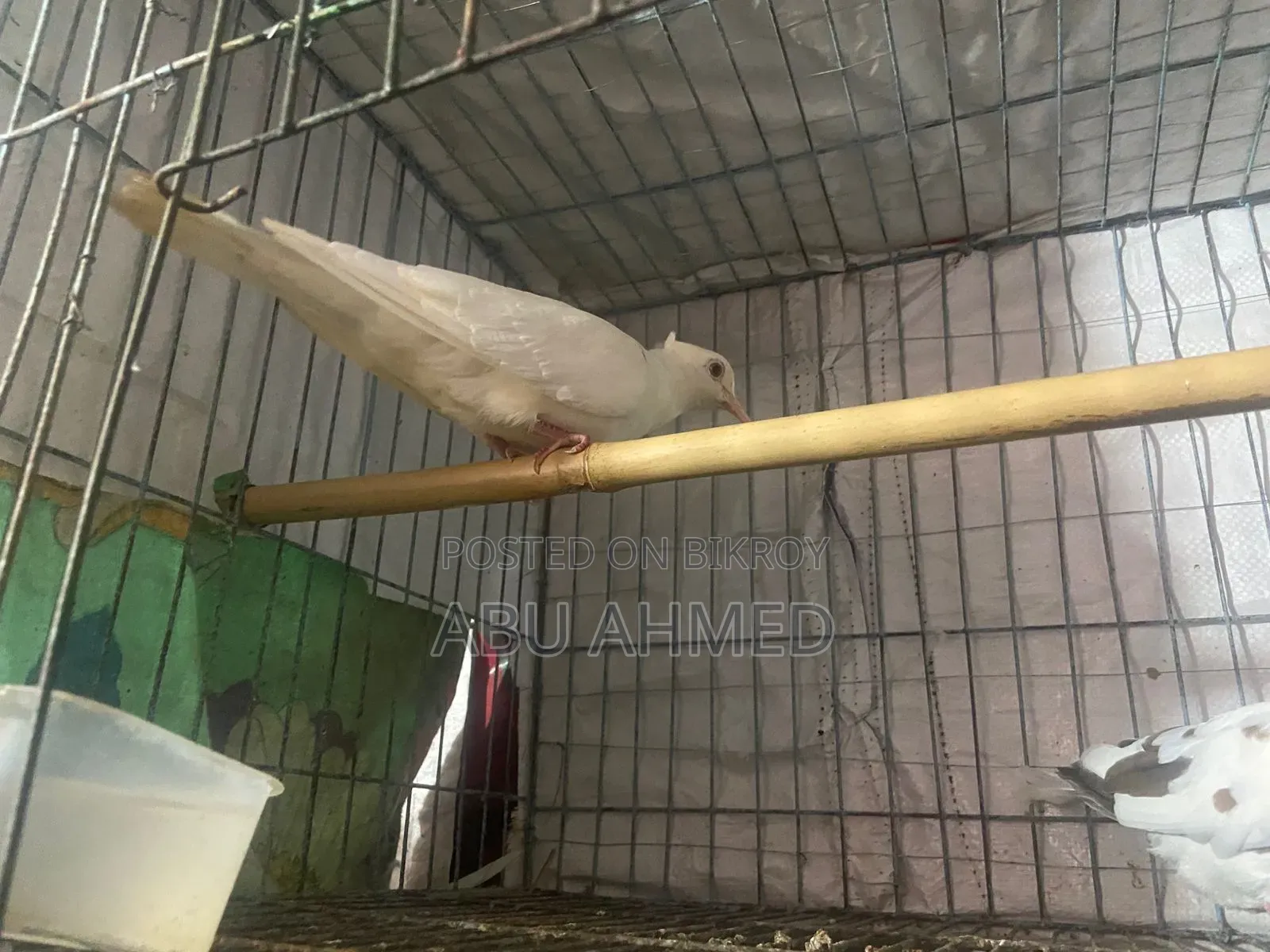 অস্ট্রেলিয়ান চিউতাল ঘুঘু