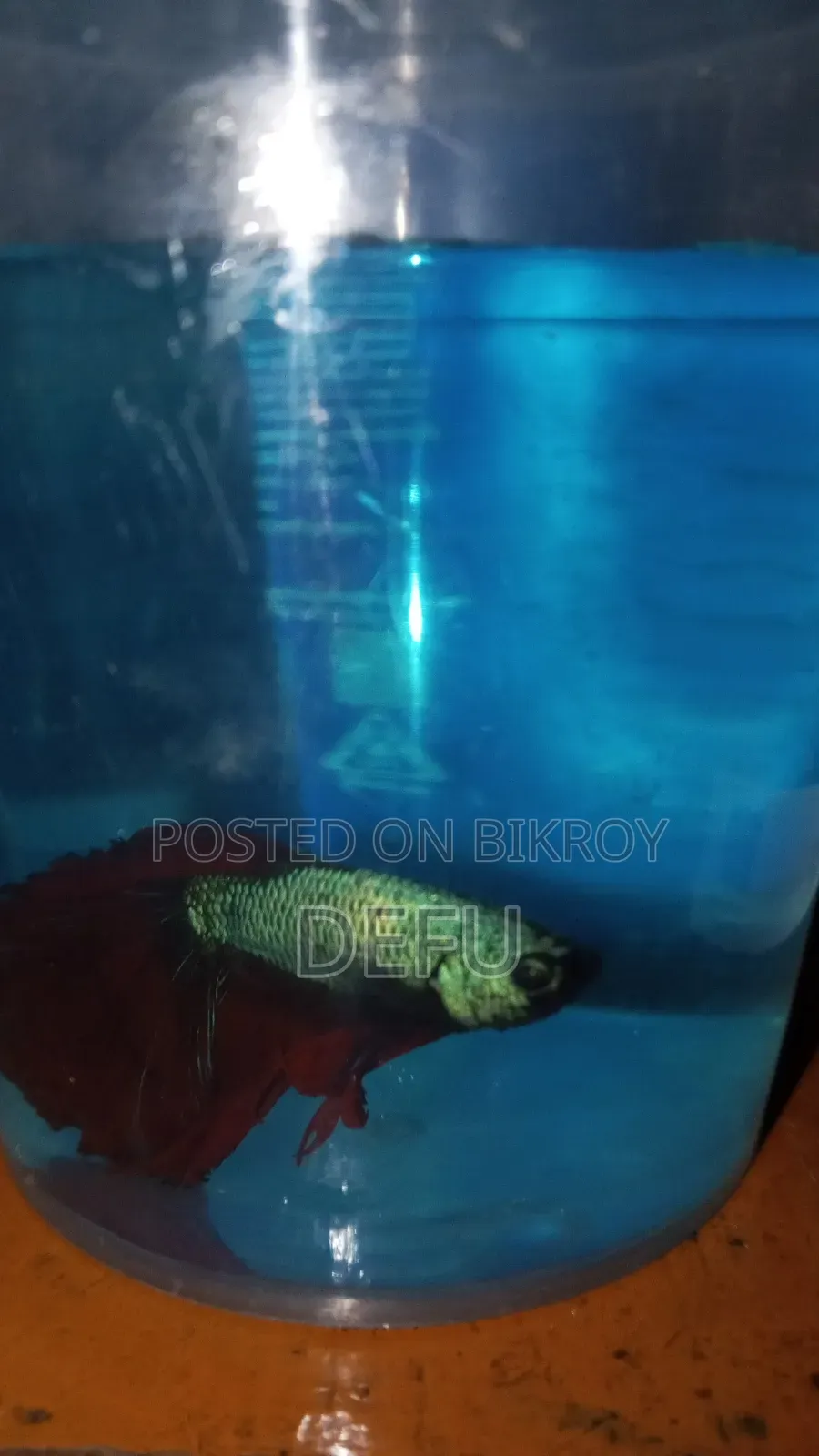 Betta Fish Offer